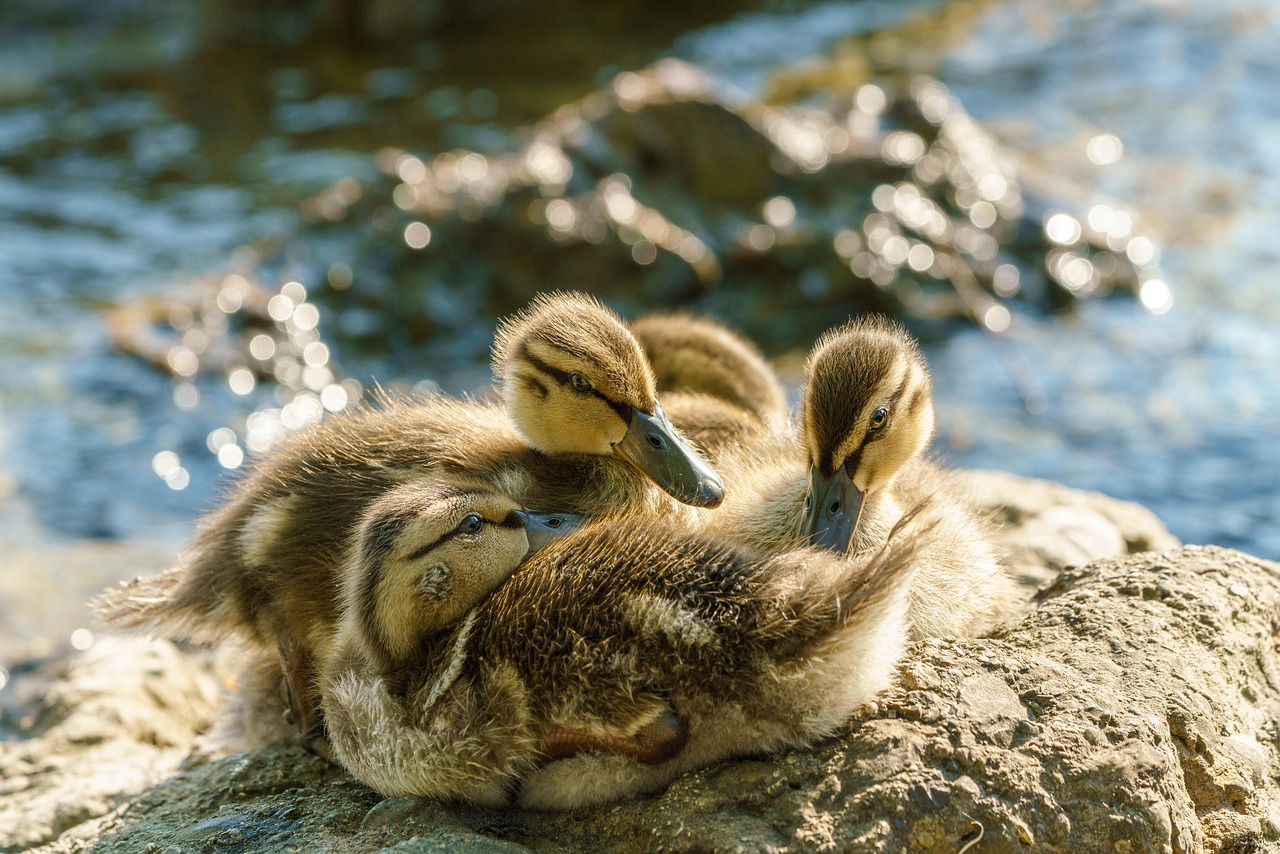 Nicht füttern – Wasservögel im Kurpark Bad Meinberg schützen